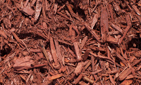 BFP's Classic Red Mulch