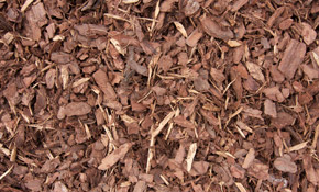 Mini Pine Bark