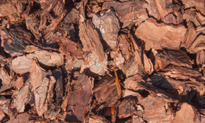 Large Pine Bark