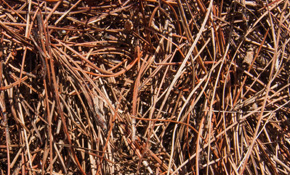 Bales of Pine Straw